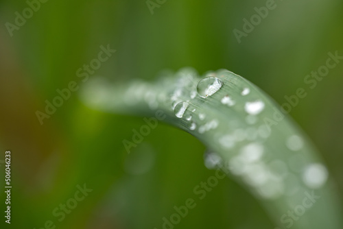 Close-up of water droplets on grass leaves after rain. Close-up of water droplets. Dewdrops on a blade of grass.