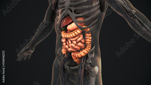 Human digestive system anatomy photo