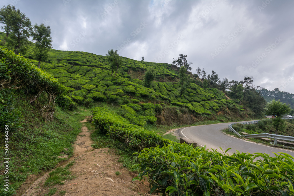 View of the tea estates located at Munnar View of the tea estates located at Munnar