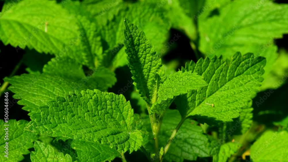 Lemon balm, fresh medicinal herb Lemon balm, fresh medicinal herb