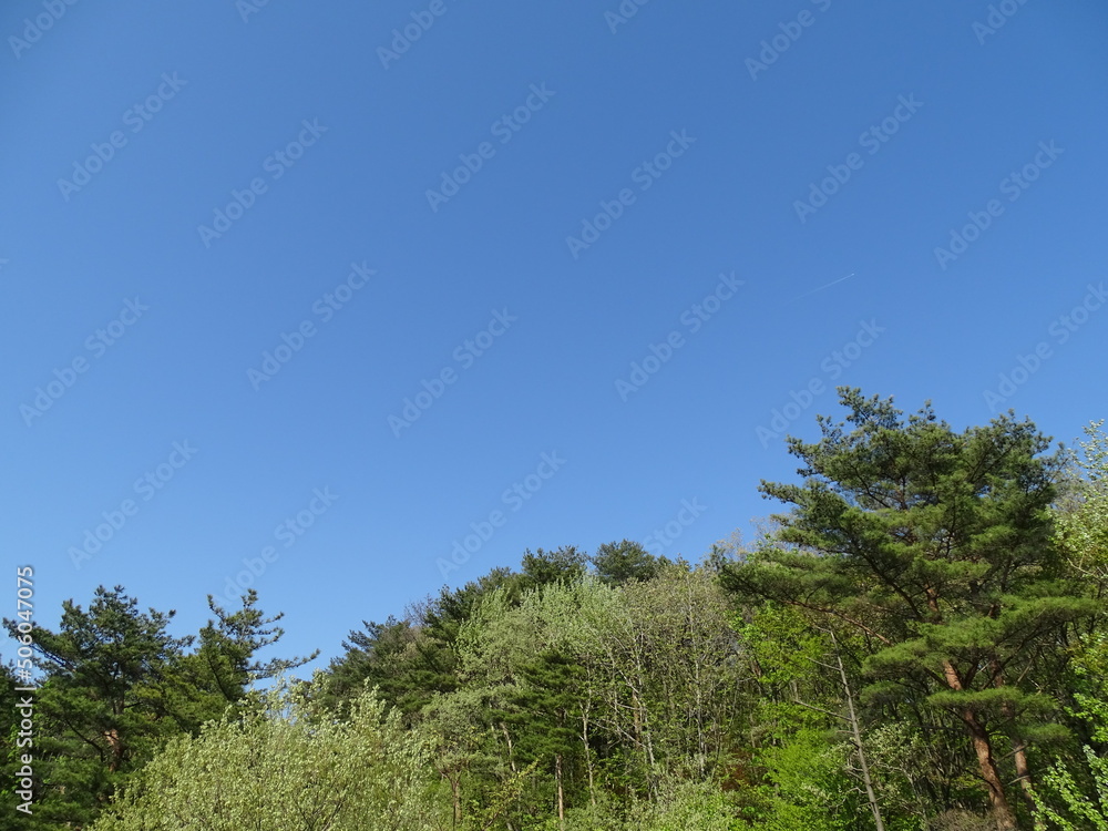 快晴の空と初夏の森