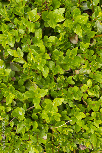 Green plant background