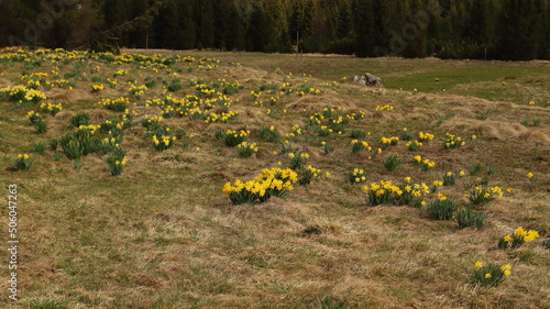 Narcissus pseudonarcissus, a mountain meadow covered with bunches of yellow daffodils photo