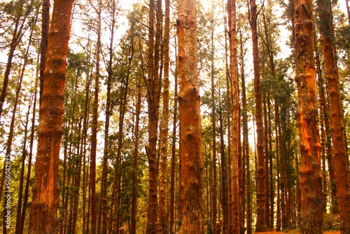 Pine Tree Forests in Ooty, Tamil Nadu, India. A journey through the amazing pine forest in the blue mountains.