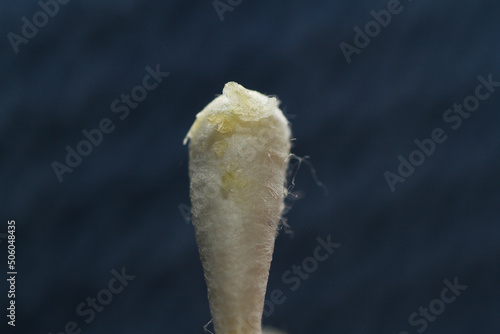 Macro texture of earwax or cerumen on cotton buds photo