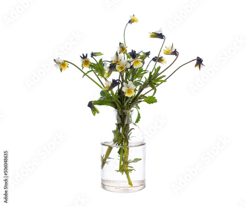 Field flower Viola arvensis (field pansy) in a glass vessel on a white background