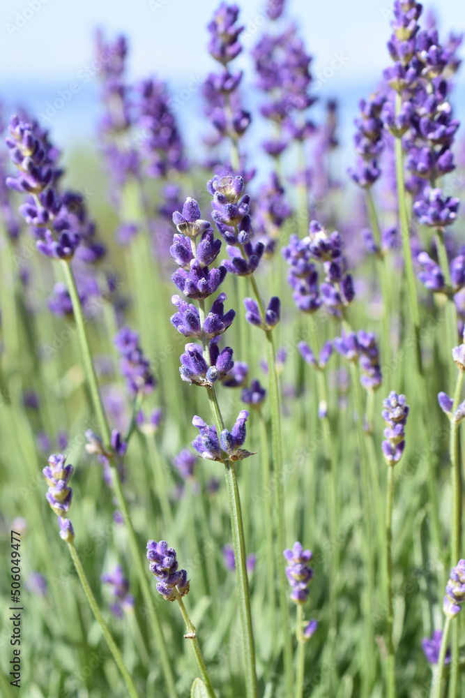 Obraz premium English lavender Lavandula angustifolia purple flowers