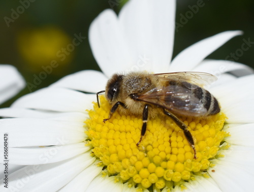 European honey bee Apis mellifera on a daisy flower