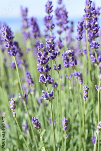 English lavender Lavandula angustifolia purple flowers photo