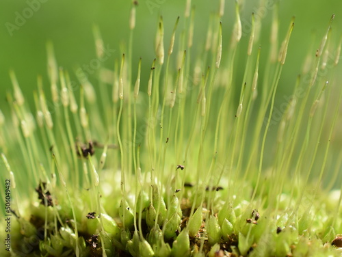 Foto Extreme closeup on spores of windblown moss dicranum