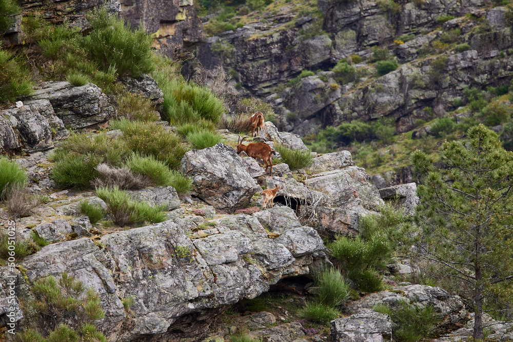 Herd of wild goats on the cliffs of a mountain