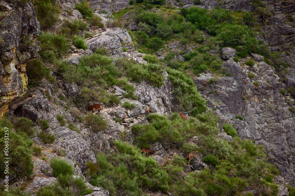 Herd of wild goats on the cliffs of a mountain