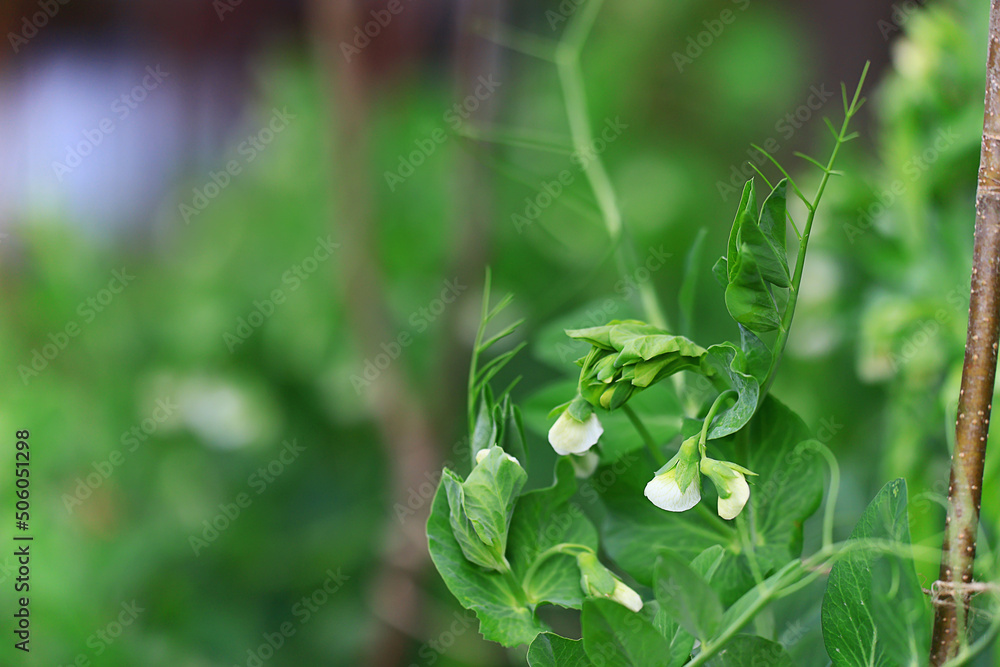 peas green shoots vegetable garden peas green shoots vegetable garden