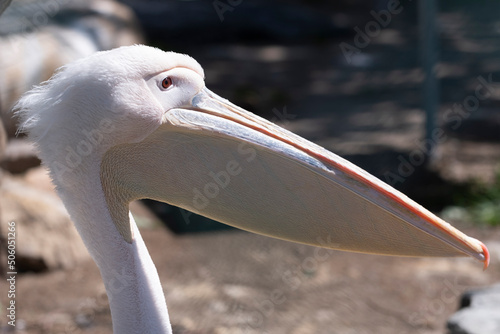 The head of a pink pelican close-up in profile. Exotic bird Pelecanus onocrotalus. photo