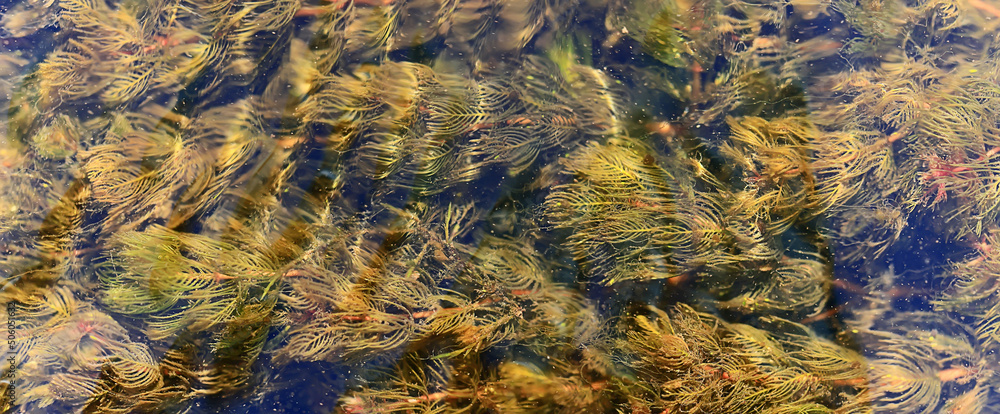 algae green background abstract organic eco background