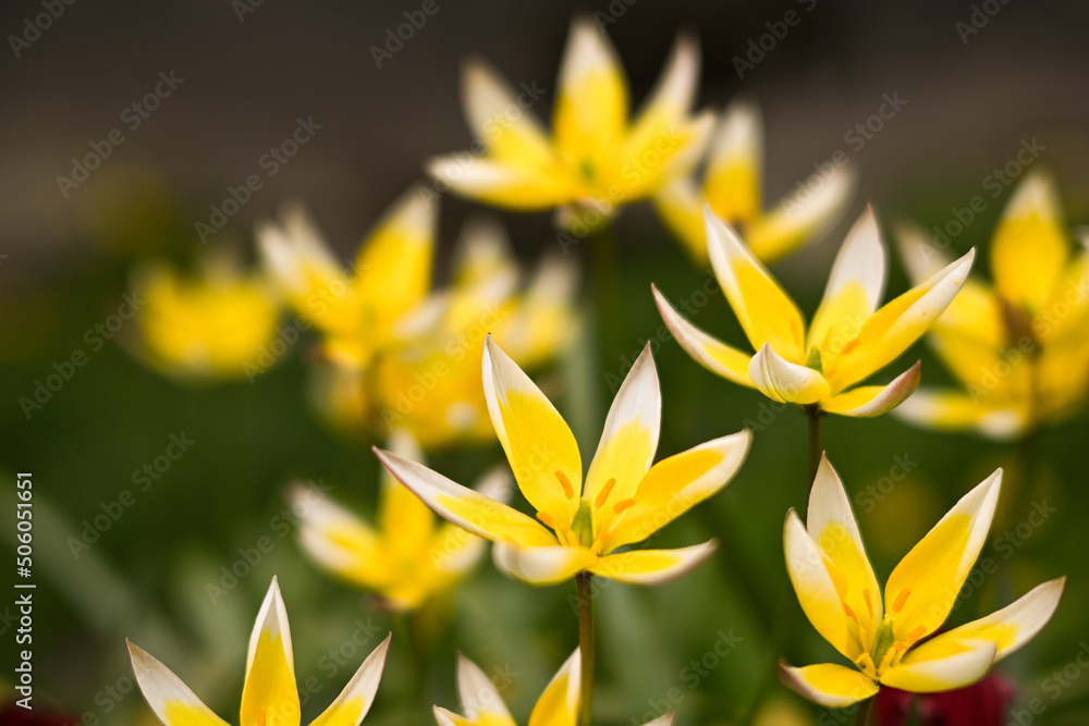 Obraz premium bright yellow flowers in the form of stars bloom in the field, natural background