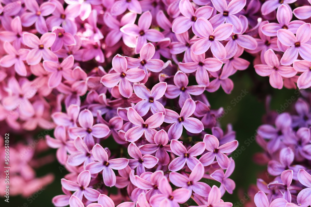 Spring flowering lilac. Light purple clusters of flowers with selective focus. Spring background or screensaver