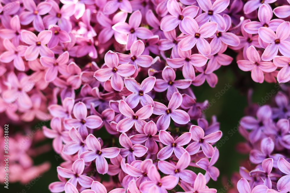 Spring flowering lilac. Light purple clusters of flowers with selective focus. Spring background or screensaver Spring flowering lilac. Light purple clusters of flowers with selective focus. Spring background or screensaver