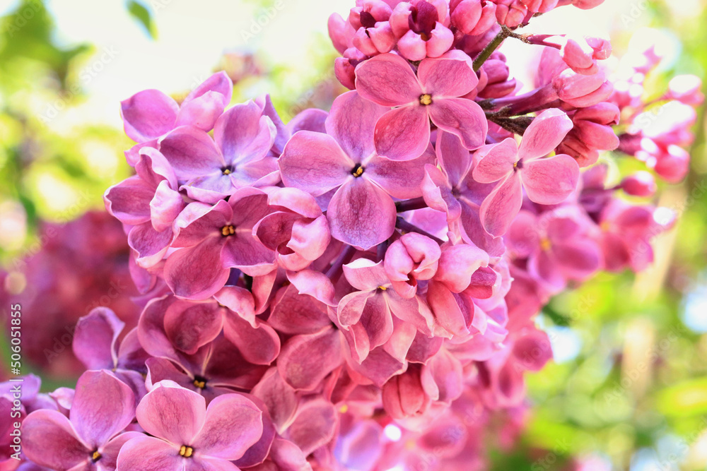 Lilac blossom, selective focus. Natural floral background. Lilac blossom, selective focus. Natural floral background.