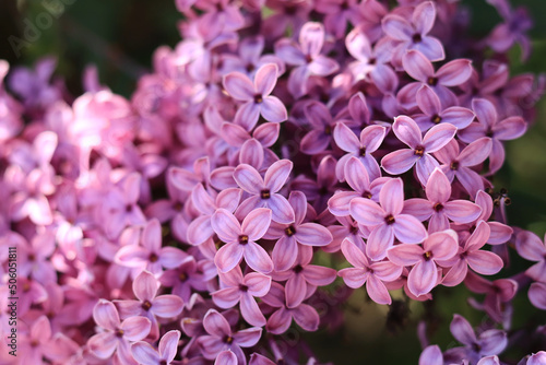Spring flowering lilac. Light purple clusters of flowers with selective focus. Spring background or screensaver