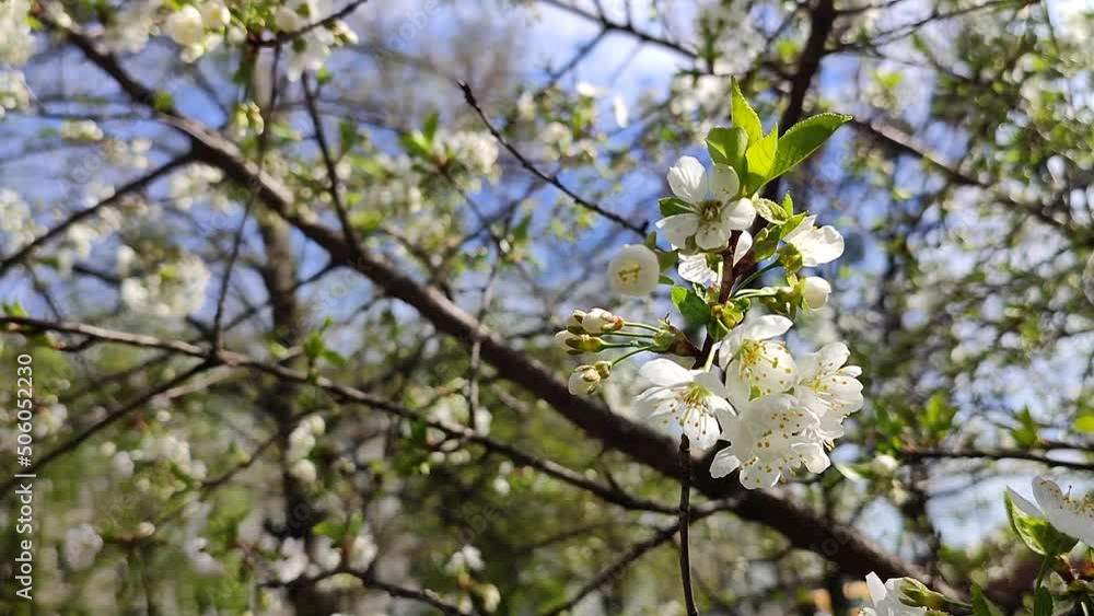White blooming cherry flowers and buds on branch with green leaves and blue sky close-up.Lots of white flowers in sunlight spring sunny day. Beautiful natural background from cherry blossom tree. White blooming cherry flowers and buds on branch with green leaves and blue sky close-up.Lots of white flowers in sunlight spring sunny day. Beautiful natural background from cherry blossom tree.