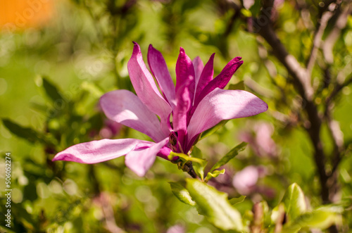 Adorable large magnolia flowers bloom