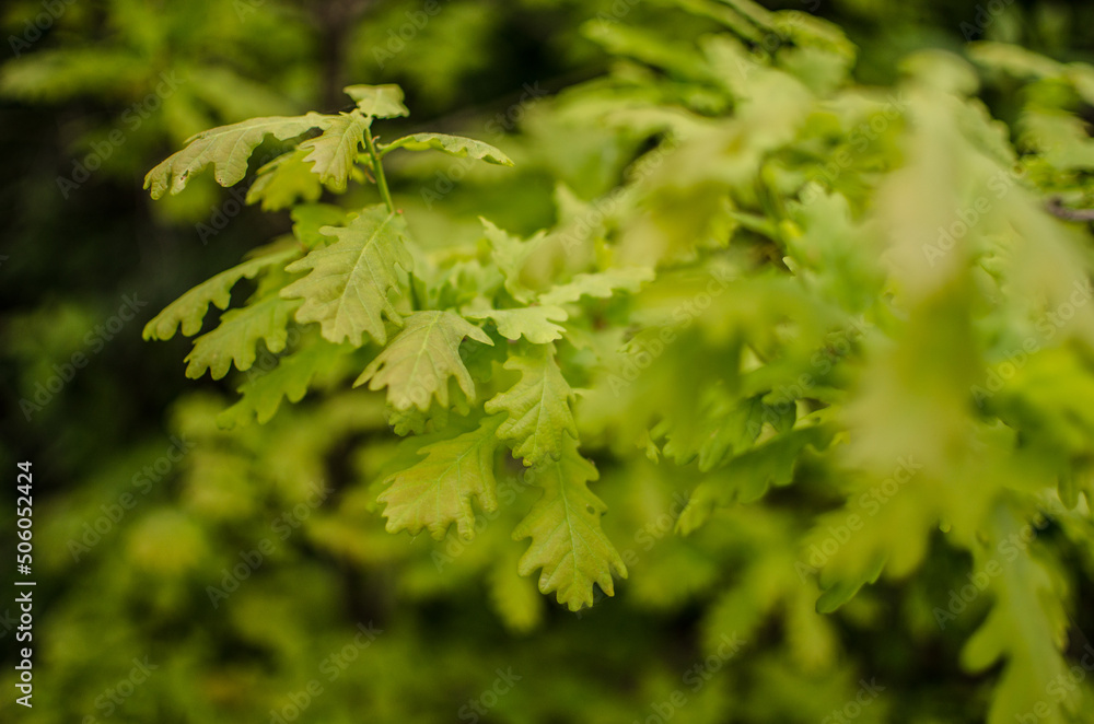 Abstraction growing green leaves on a light background outdoors Abstraction growing green leaves on a light background outdoors