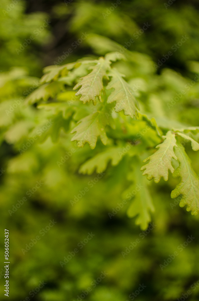 Abstraction growing green leaves on a light background outdoors Abstraction growing green leaves on a light background outdoors