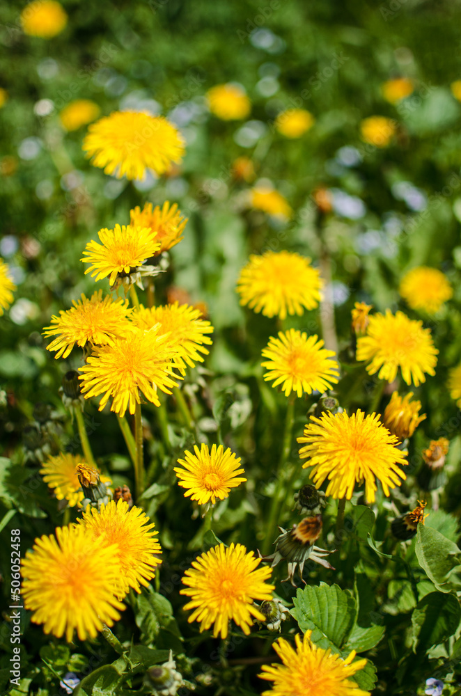 Delicate and light dandelion flowers outdoors Delicate and light dandelion flowers outdoors