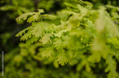 Abstraction growing green leaves on a light background outdoors