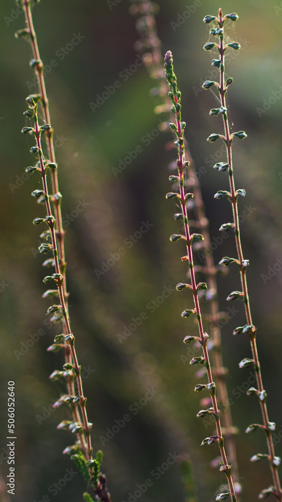 Macro de tiges et de fleurs de bruyère, photographiées entre des rangées de pins landais Macro de tiges et de fleurs de bruyère, photographiées entre des rangées de pins landais