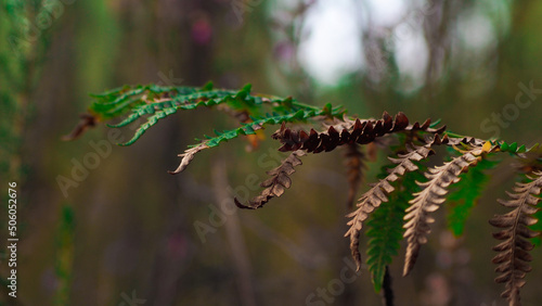 Macro de feuilles de fougère, photographiées entre des rangées de pins landais © Anthony