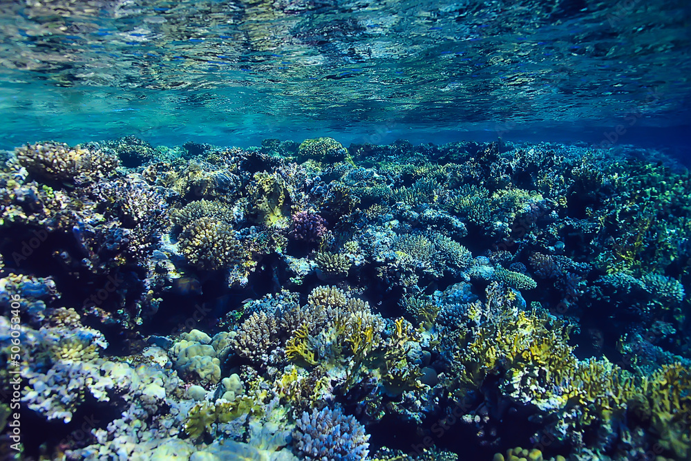 Fototapeta premium coral reef background, underwater marine life ecosystem ocean sea