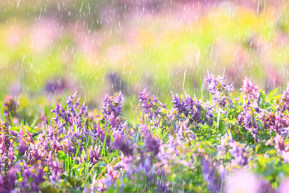 Fototapeta premium spring wild flowers rain drops abstract background