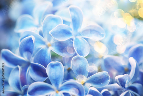blue background lilac flowers abstract  spring season light texture