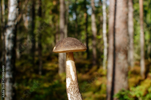 boletus against the background of a summer mixed forest