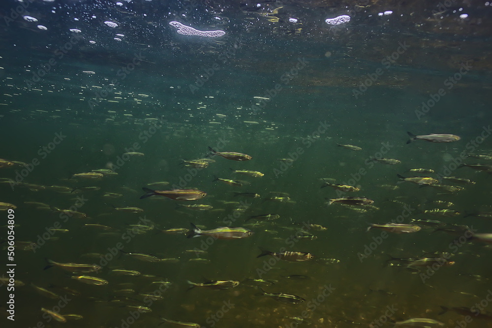 fish underwater shoal, abstract background nature sea ocean ecosystem fish underwater shoal, abstract background nature sea ocean ecosystem
