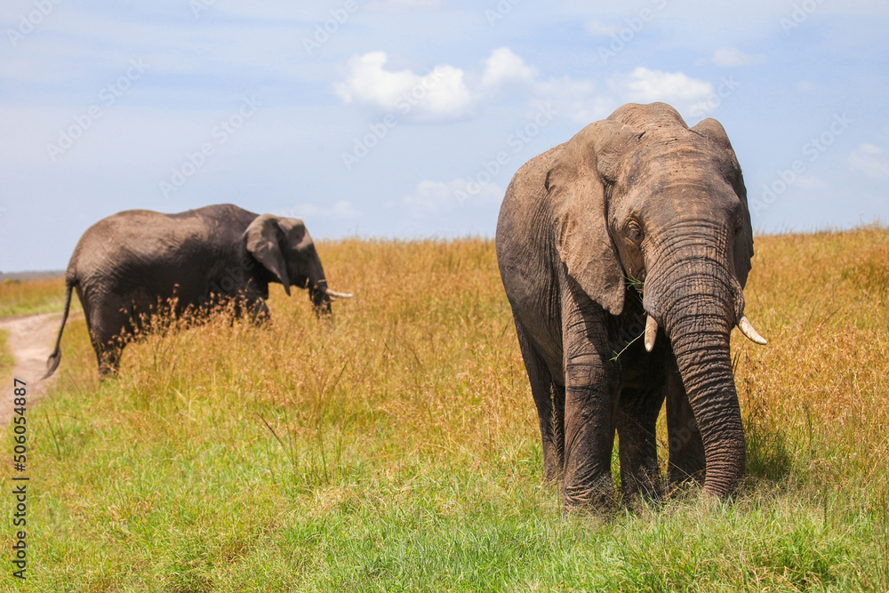 Obraz premium African bush elephant