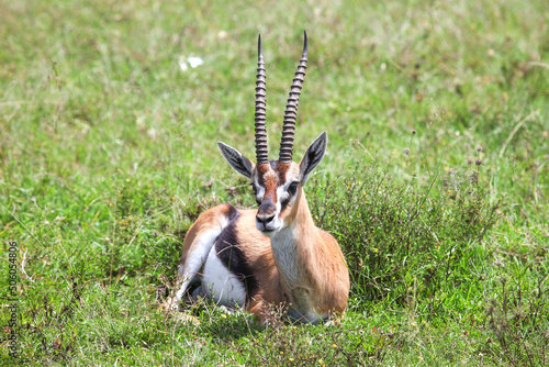 Obraz na plátně Thomson's gazelle