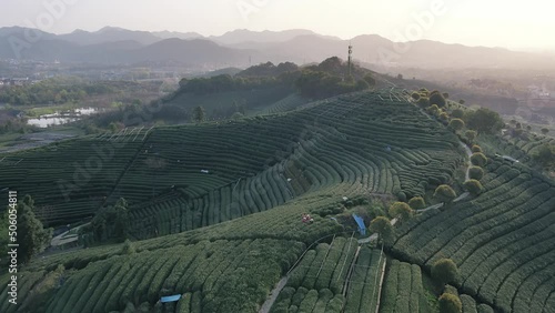 aerial view of beautiful green tea plantation in longwu country of hangzhou in spring
 photo