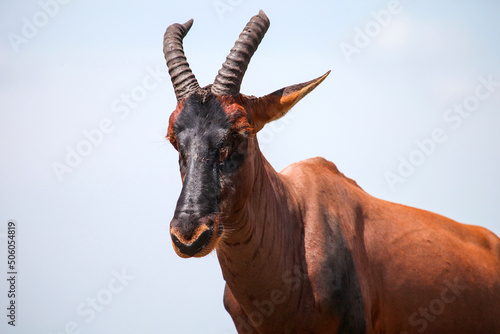 Antelope topi photo