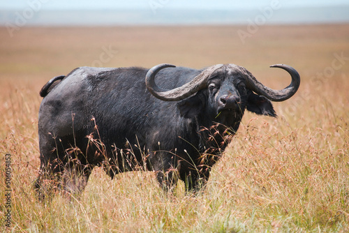 African buffalo