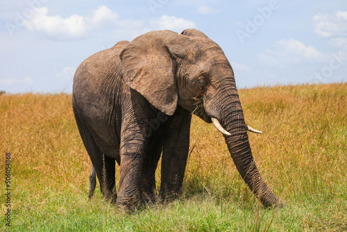 African bush elephant