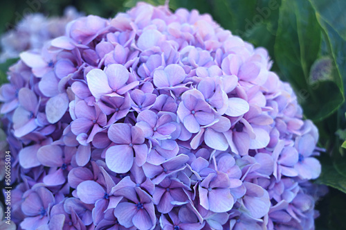 Closeup of a stunning Hydrangea blooming on Easter Island, Chile, South America