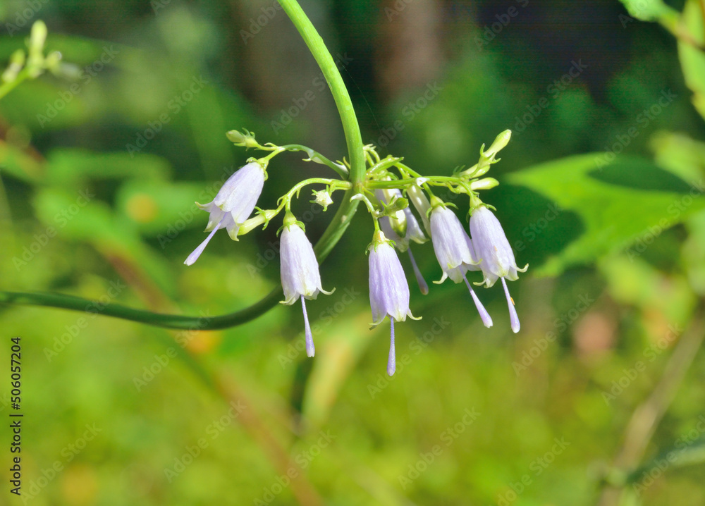 Bellflower (Adenophora verticillata)