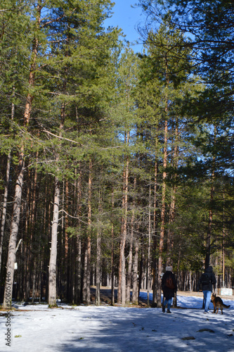 pine forest in spring 