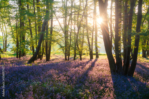 Beautiful majestic Spring bluebells forest sunrise in English countryside Hyacinthoide Non-Scripta