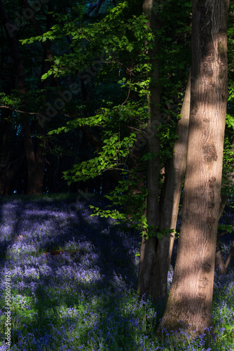 Beautiful majestic Spring b...