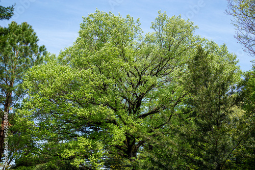 Fresh green landscape of a large tree of Quercus acutissima. photo