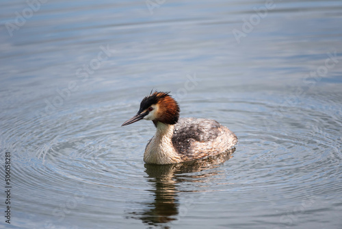 Beautiful close up portrait of colorful Great Crested Grebe Podiceps Cristatus on water in lake in Spring